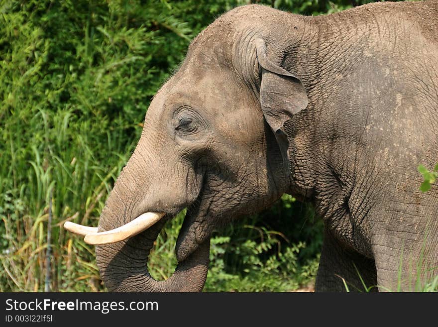 Elephant captured at St Louis zoo park. Canon 20D