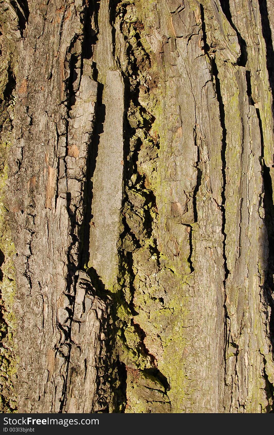 Bark background 2