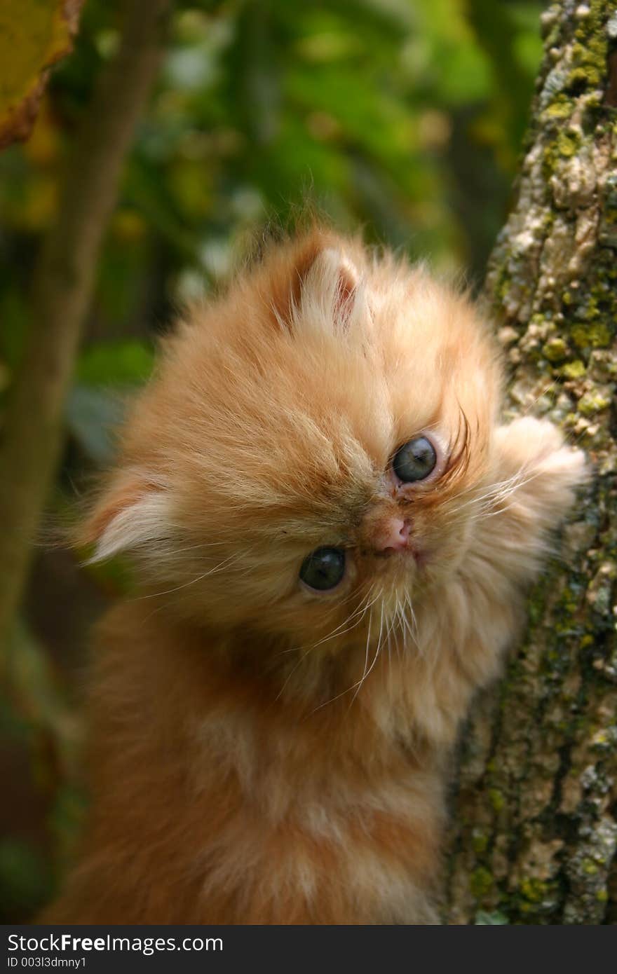 Kitten In The Tree