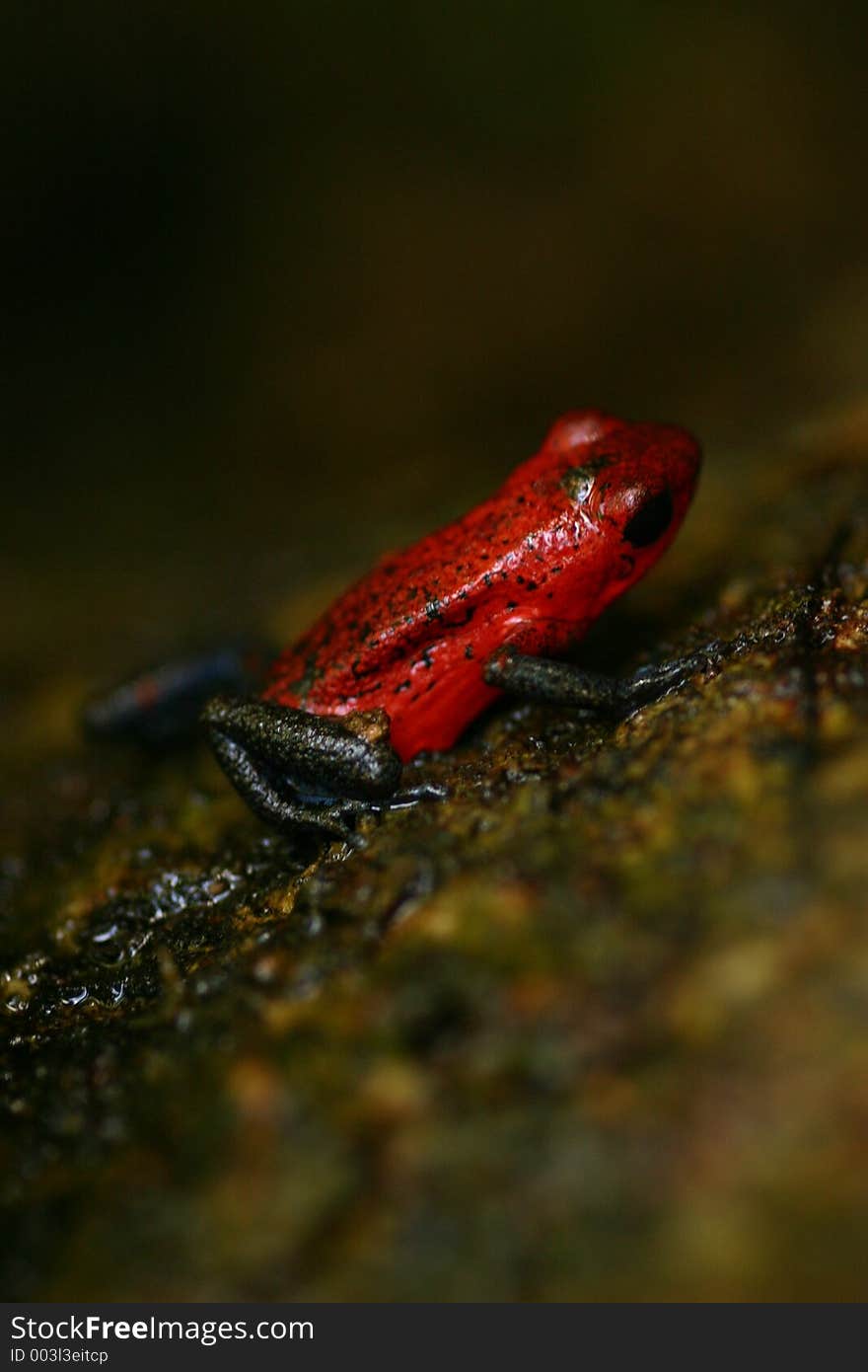 Red Frog