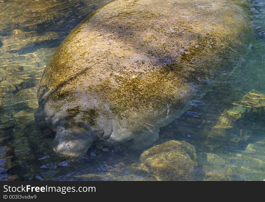 Manatee relaxing in a florida spring