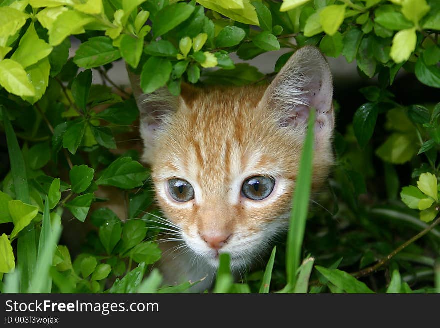 Cat in the grass