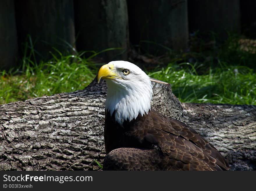 Bald Eagle