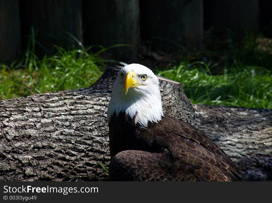 Bald Eagle