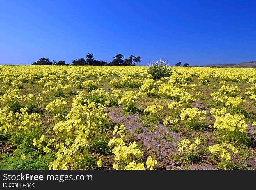 Springtime coastal meadow