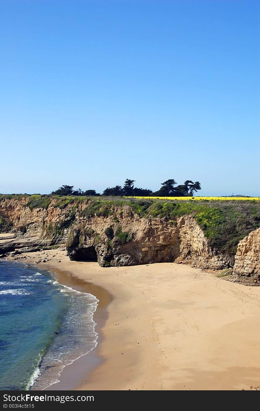 Springtime coastal meadow