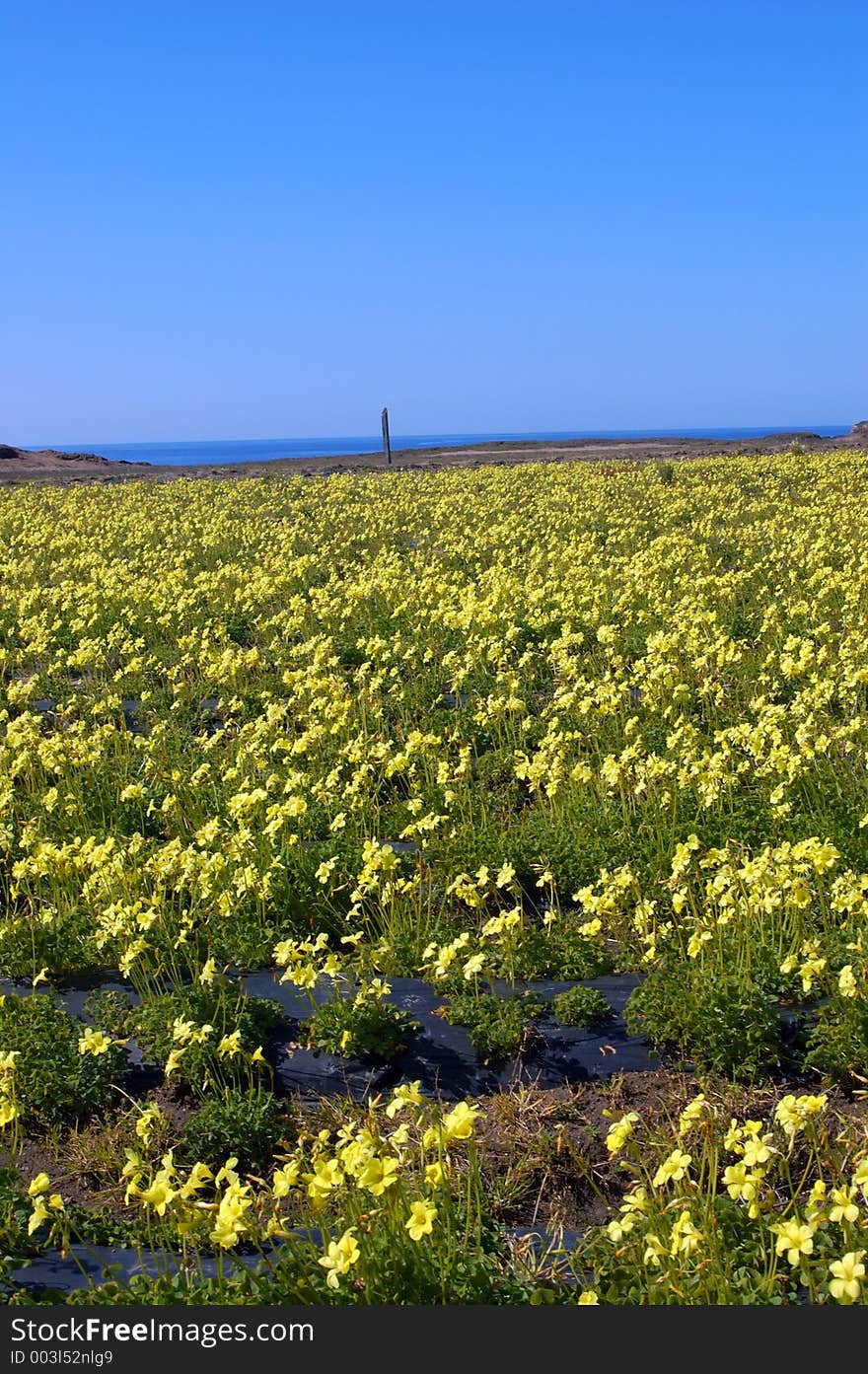 Springtime coastal meadow