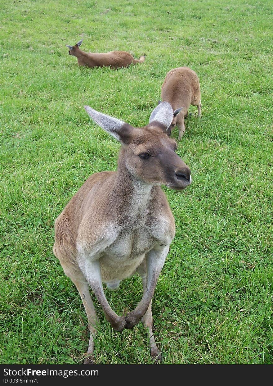 3 kangaroos