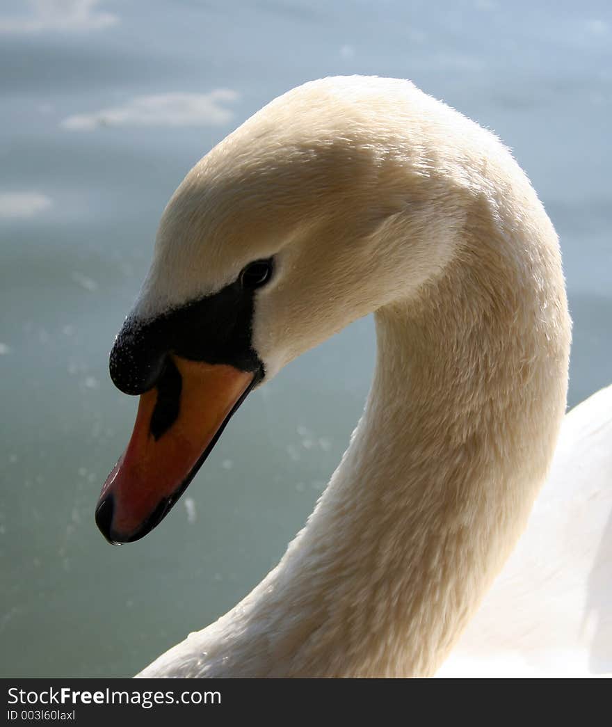 Male swan with direct gaze. Backlit by the sun. Male swan with direct gaze. Backlit by the sun.
