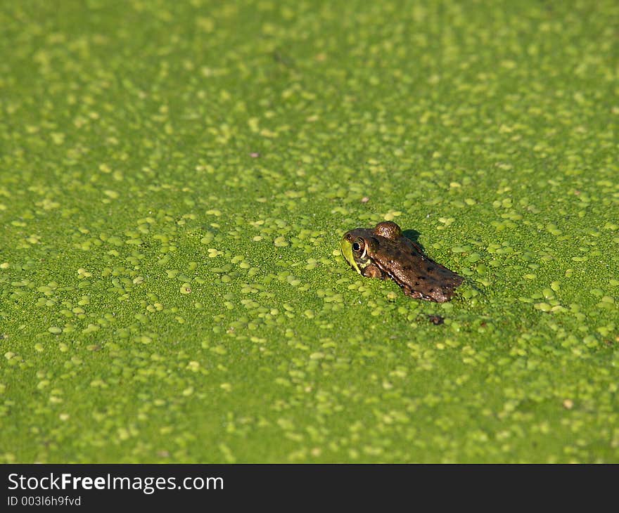 Great Meadows Wildlife refuge, MA, USA. A frog tanning. Great Meadows Wildlife refuge, MA, USA. A frog tanning...