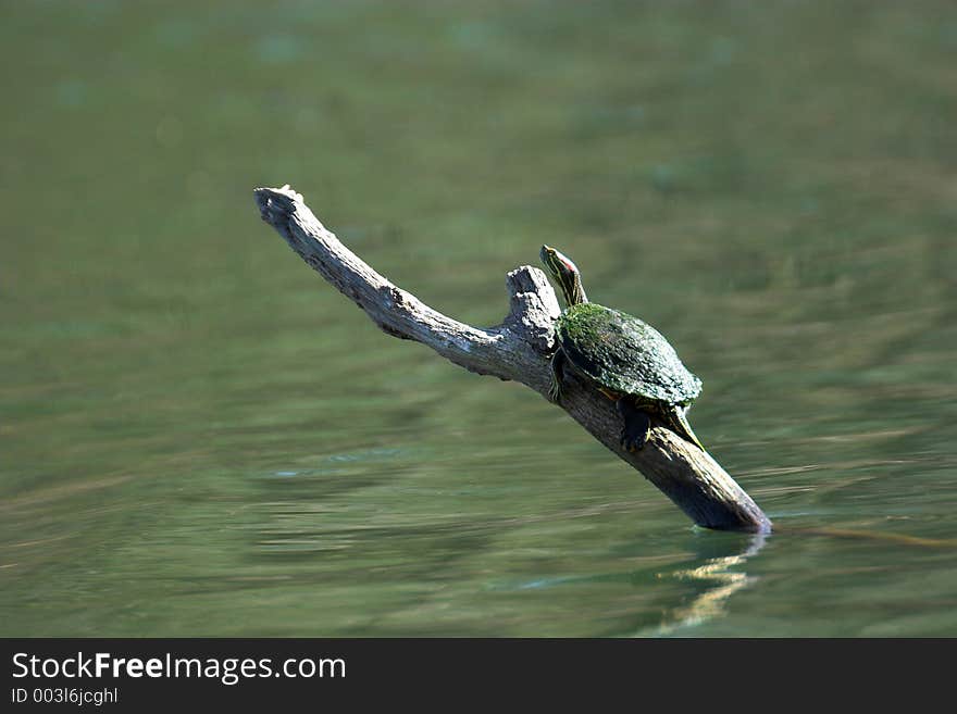 Turtle On A Log