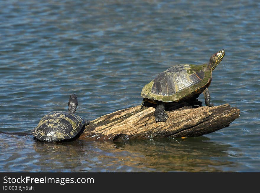 Turtles crawling at log