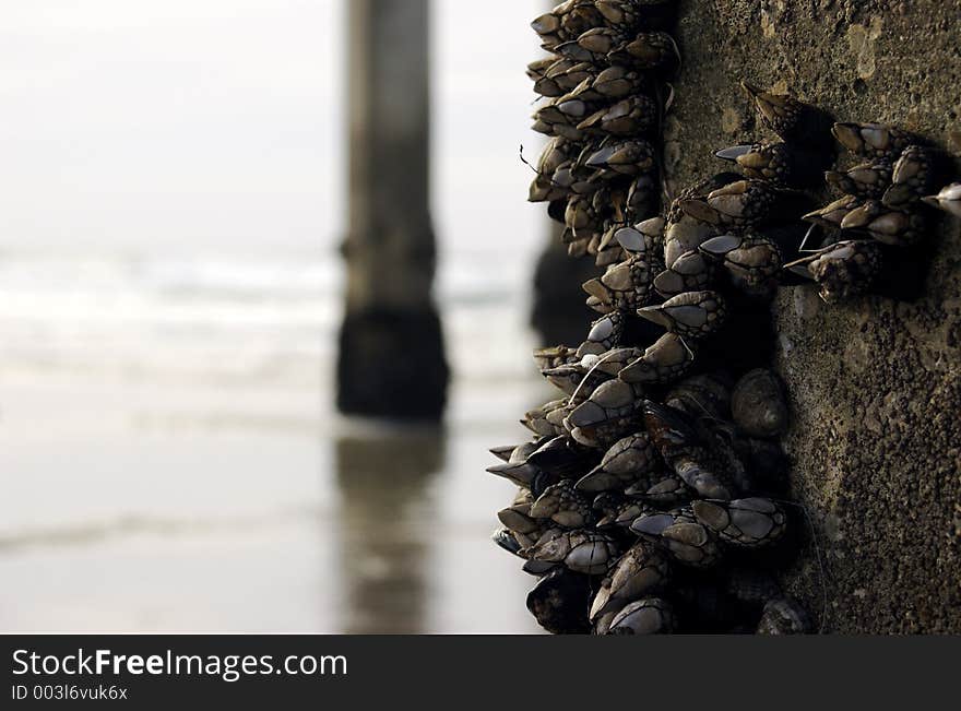 Shells Attached to the Piers column. Shells Attached to the Piers column.