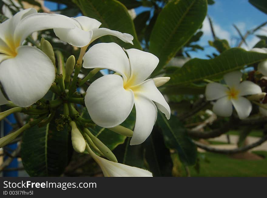 Tropical Flowers Group III