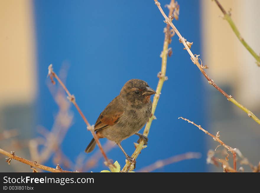 Bird in caribbean