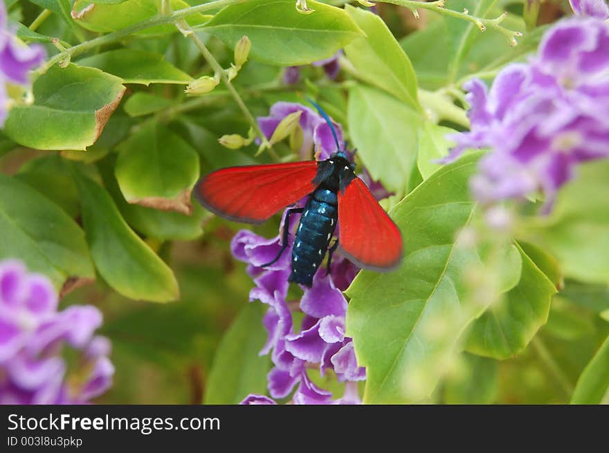 Red, purple, and green