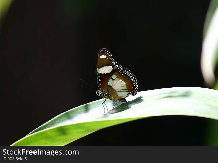 Butterfly on a leaf