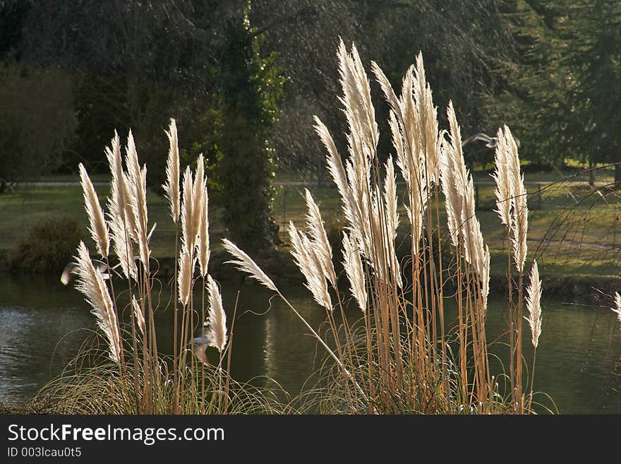 Pampas grass