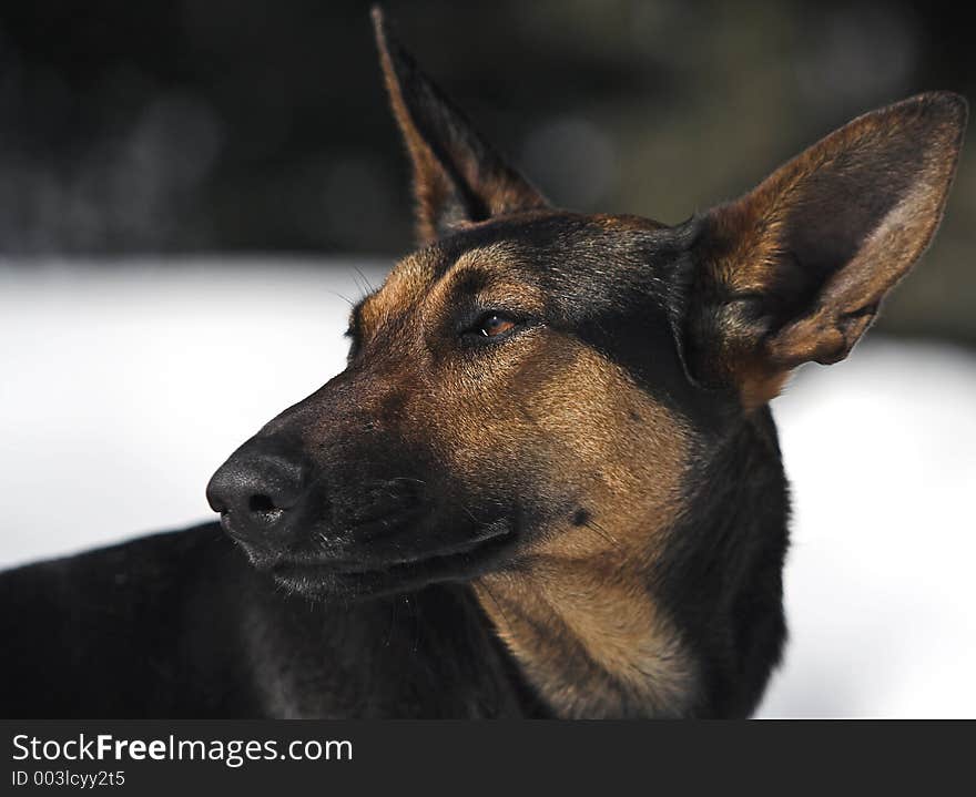 Dog's portrait. Dog's portrait