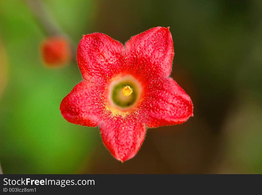 Photograph of flower in Rockhampton, Central Queensland, Australia. Photograph of flower in Rockhampton, Central Queensland, Australia