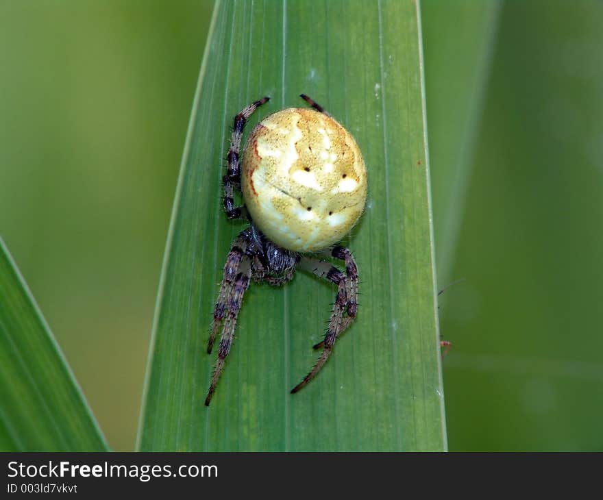 Spider of family Argiopidae.