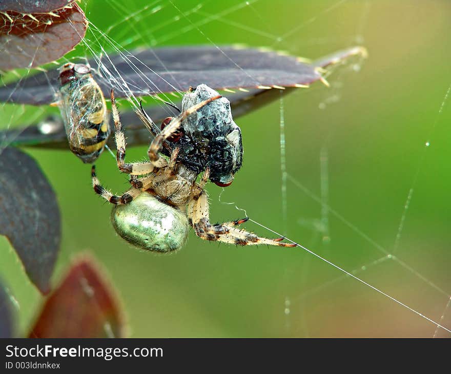 A spider of family Araneidae with caught fly Syrphidae. If the spider is full, it entangles the caught victim and leaves it as a stock. The photo is made in Moscow areas (Russia). Original date/time: 2005:08:22 11:46:08. A spider of family Araneidae with caught fly Syrphidae. If the spider is full, it entangles the caught victim and leaves it as a stock. The photo is made in Moscow areas (Russia). Original date/time: 2005:08:22 11:46:08