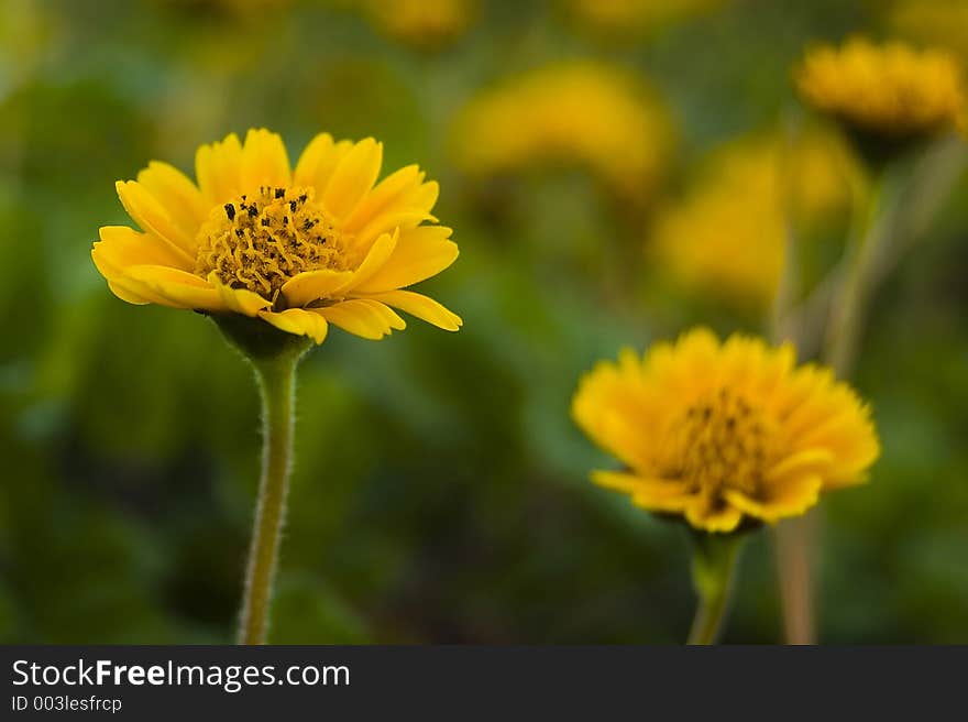 Yellow blooming in a garden. Yellow blooming in a garden