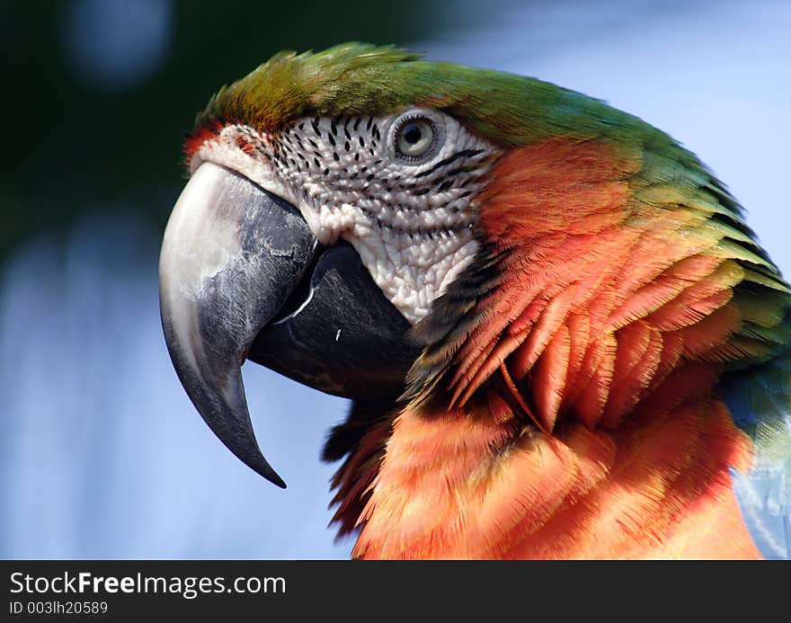 Parrot, arara, Florida