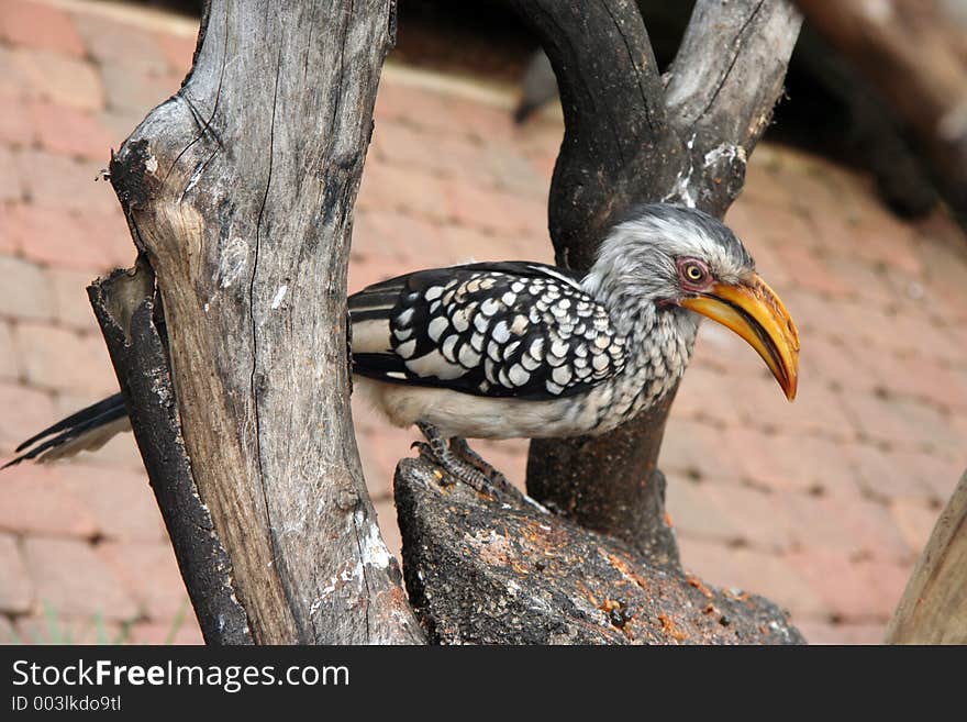 Hornbill