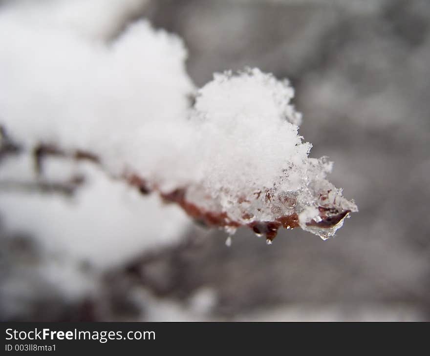 Snow and ice on small twig. Snow and ice on small twig