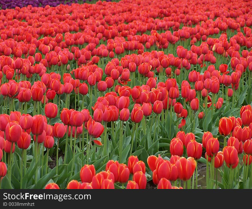 Shot from Skagit Tulip Festival in LaConner, Washington. Shot from Skagit Tulip Festival in LaConner, Washington