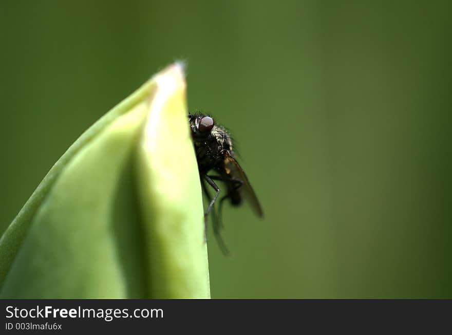 Fly Peeking Around A Tulip