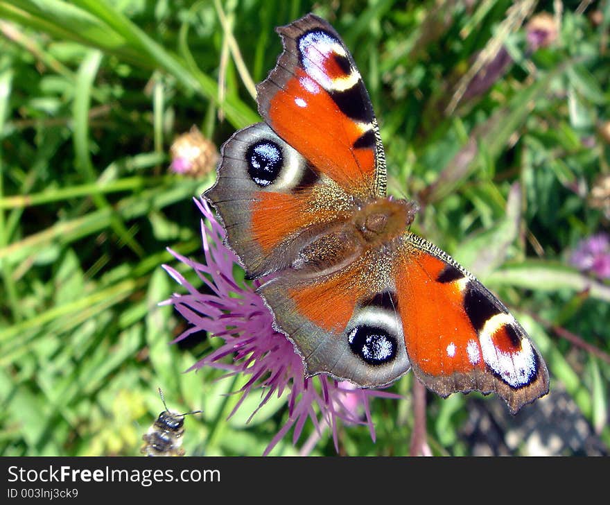 The butterfly. The peacock eye