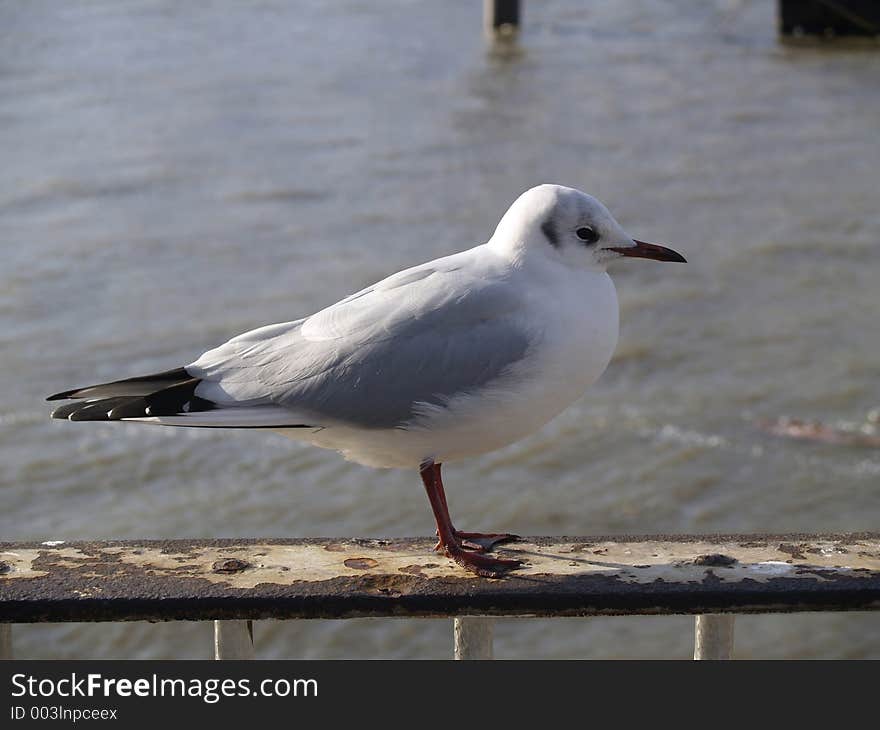 Sea Gull