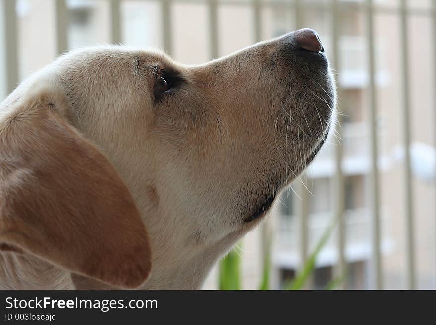 Female Labrador Looking for....... Biscuit?? Cool Expression