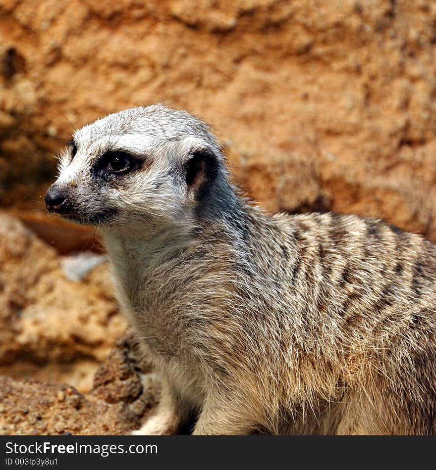 Slender-tailed Meerkat captured at St Louis ZOO park. Canon 20D. Slender-tailed Meerkat captured at St Louis ZOO park. Canon 20D