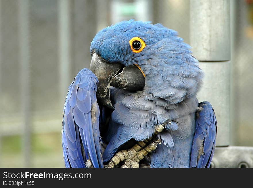 A blue Macaw Parrot playing Peek A Boo!. A blue Macaw Parrot playing Peek A Boo!