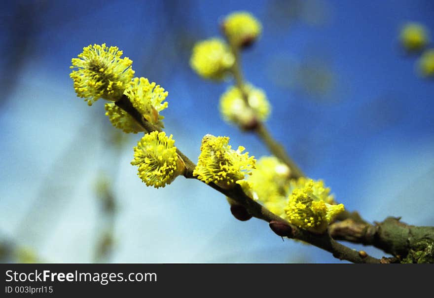 Willow Catkin