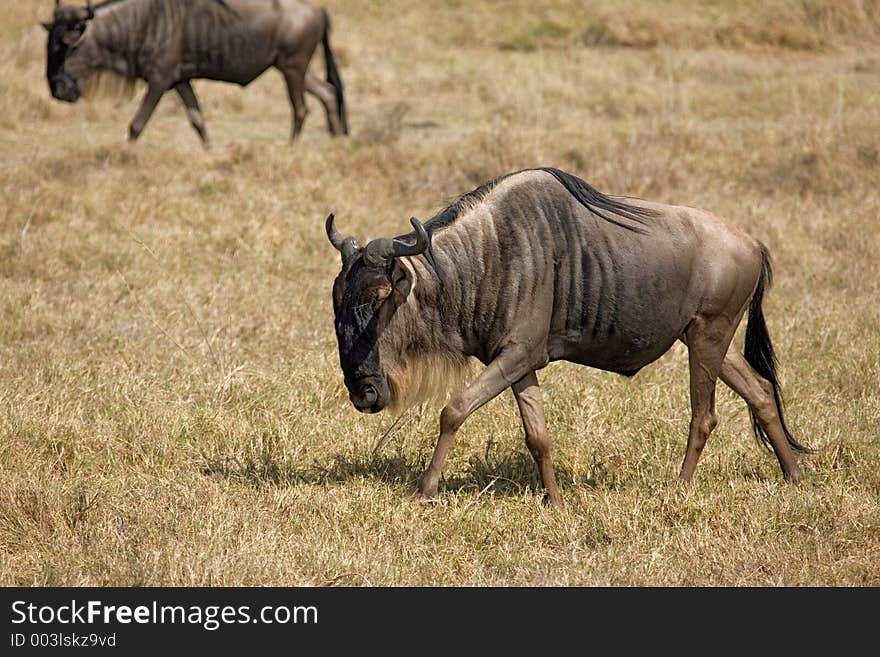 Wildebeest in ngorongoro. Wildebeest in ngorongoro