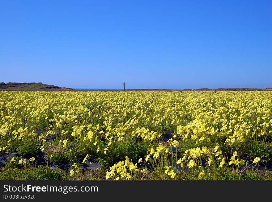 Springtime coastal meadow