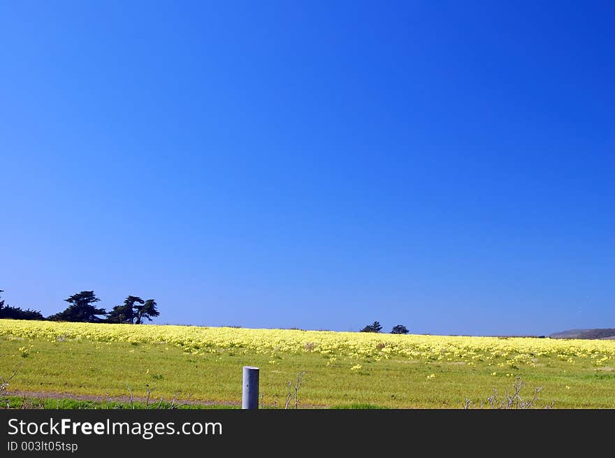 Springtime coastal meadow