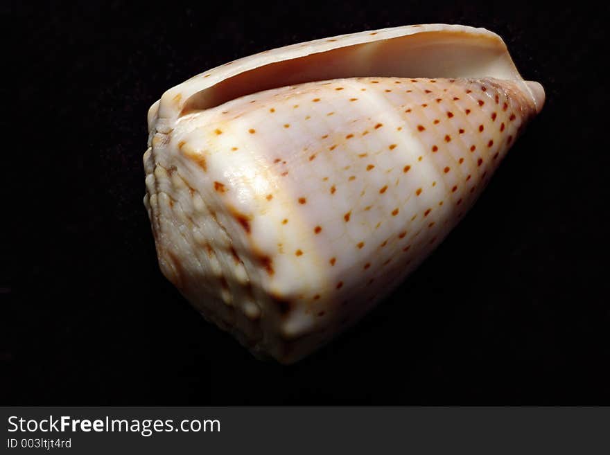 Detailed close-up of a Cone (Cornus sp.) shell. Detailed close-up of a Cone (Cornus sp.) shell