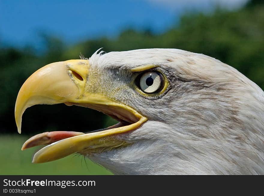 Closeup of eagle head