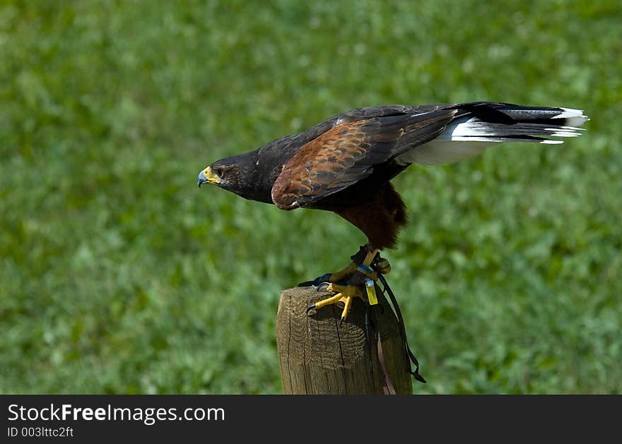 Hawk at bird show