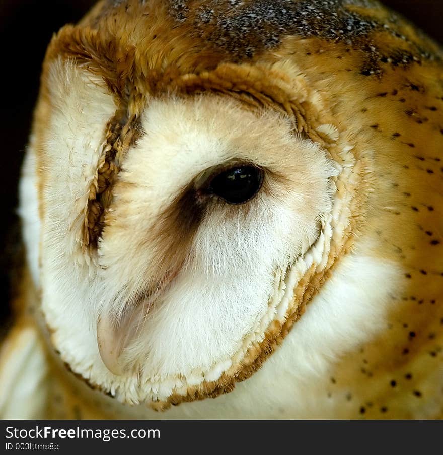 Closeup of a barn owl