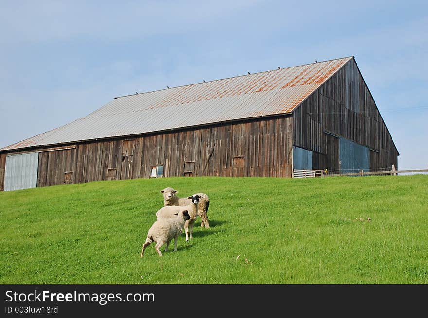 Sheep and barn