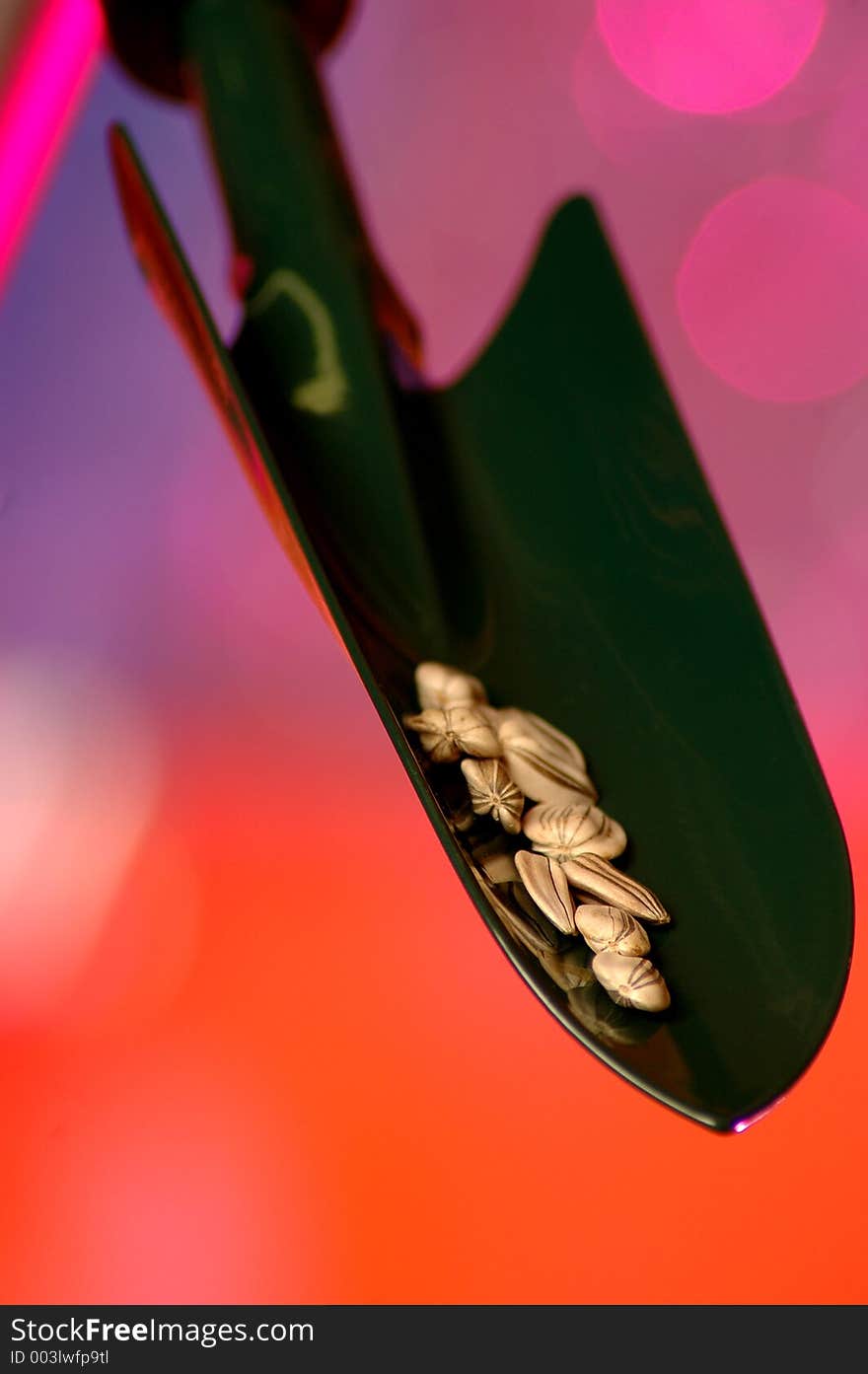 Sunflower seeds on specular pink and orange. Sunflower seeds on specular pink and orange