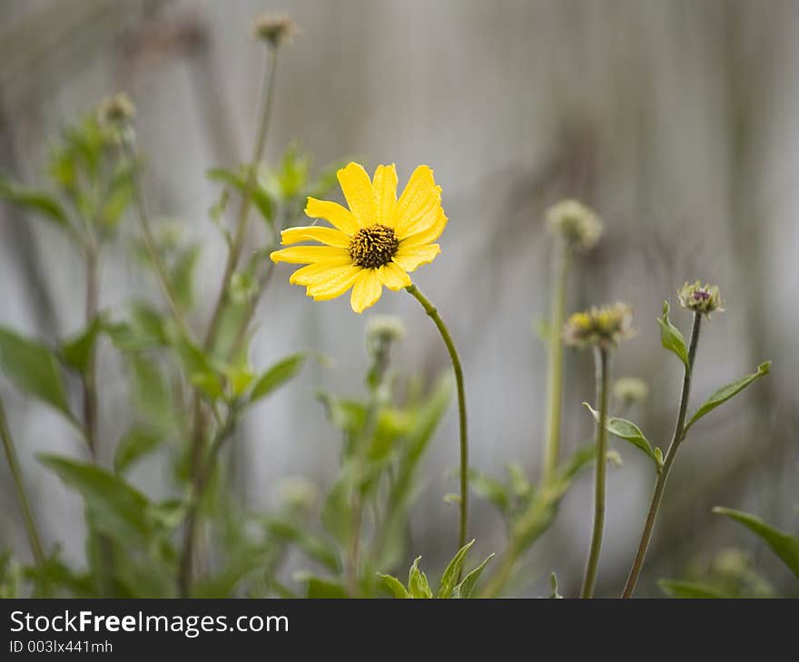 Yellow Flowers 3