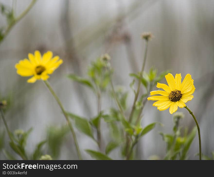 Yellow Flowers 2