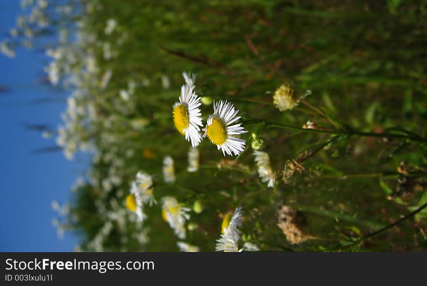 Daisies